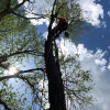 Tree Pruning & Trimming Services Longmont & Boulder, CO Western Cut